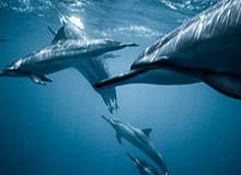 kaiyun.com-日本计划11月举办体操四国赛 中国队亦在受邀之列